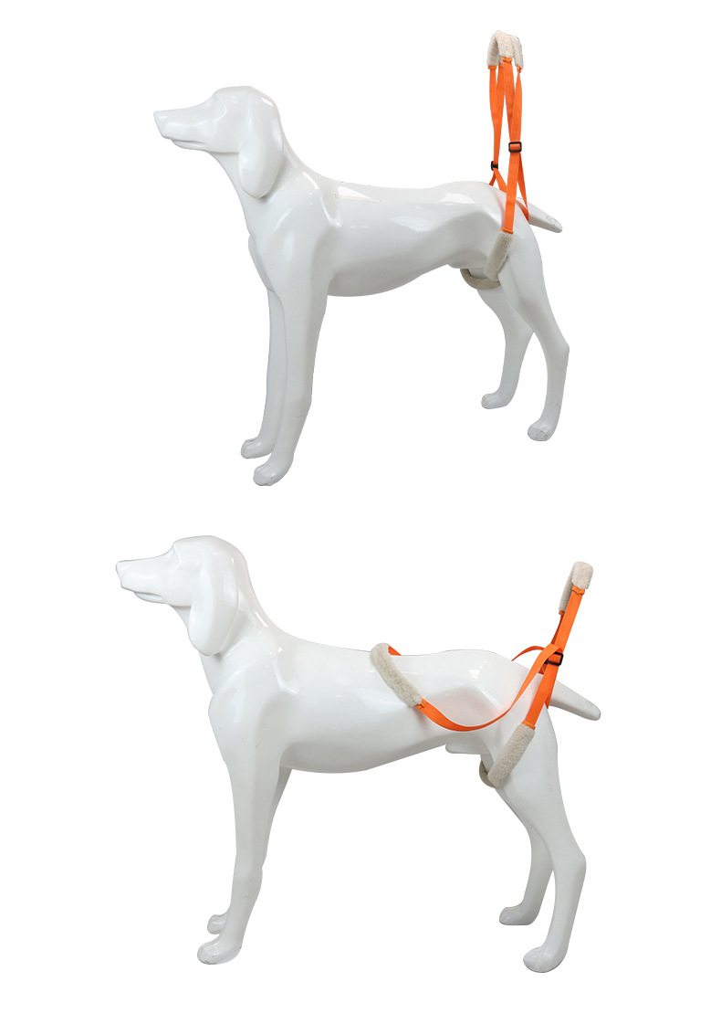 5 Mobility Aids Every Senior Dog Owner Should Know